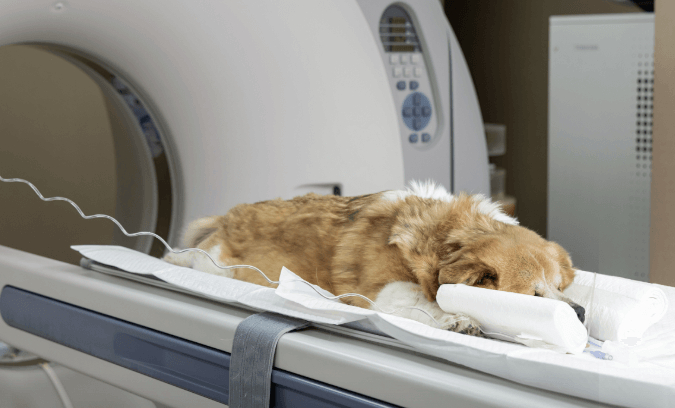 서울 중구 동물병원