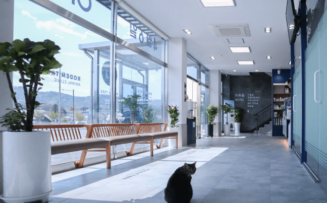 양주시 동물병원