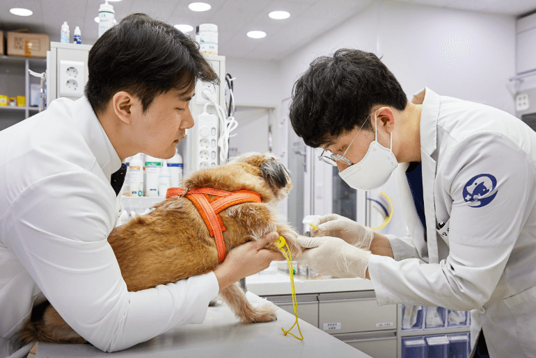 평택시 동물병원