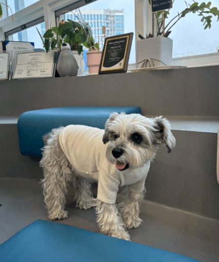 수원시 영통구 동물병원