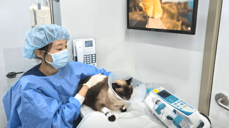 대전 유성구 동물병원