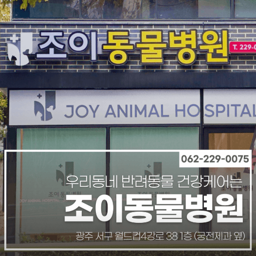 광주 서구 동물병원