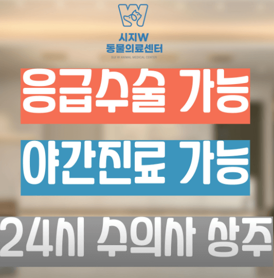 영천시 동물병원