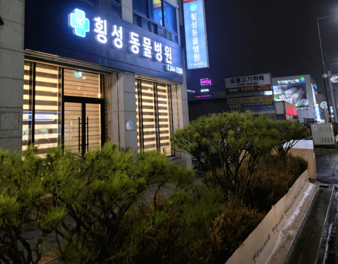 횡성군 동물병원