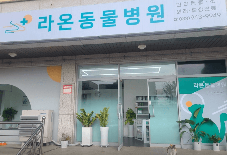 양양군 동물병원
