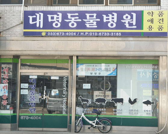 양양군 동물병원