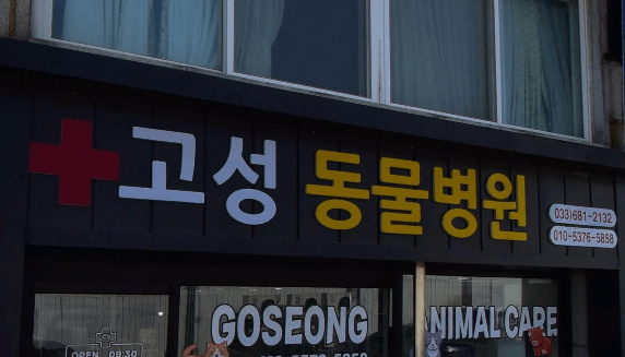 강원 고성군 동물병원